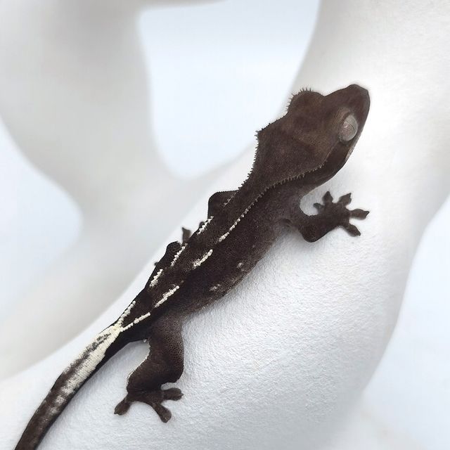 아잔틱