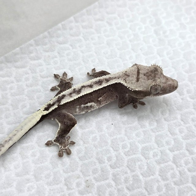 Axanthic