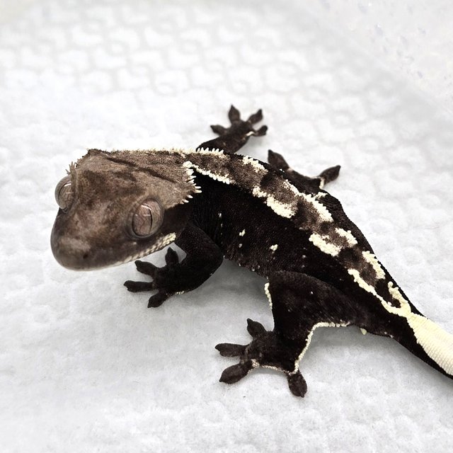 Axanthic