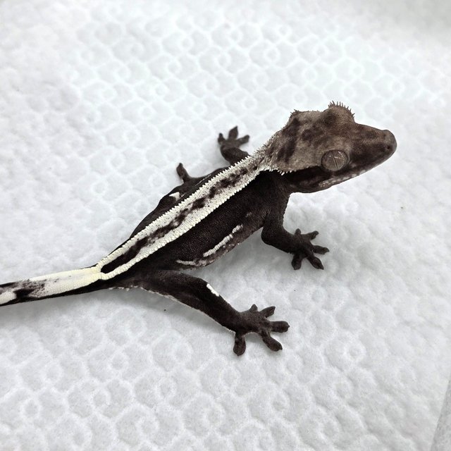 Axanthic