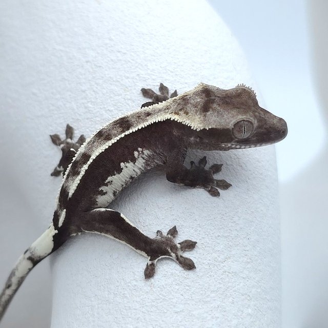아잔틱