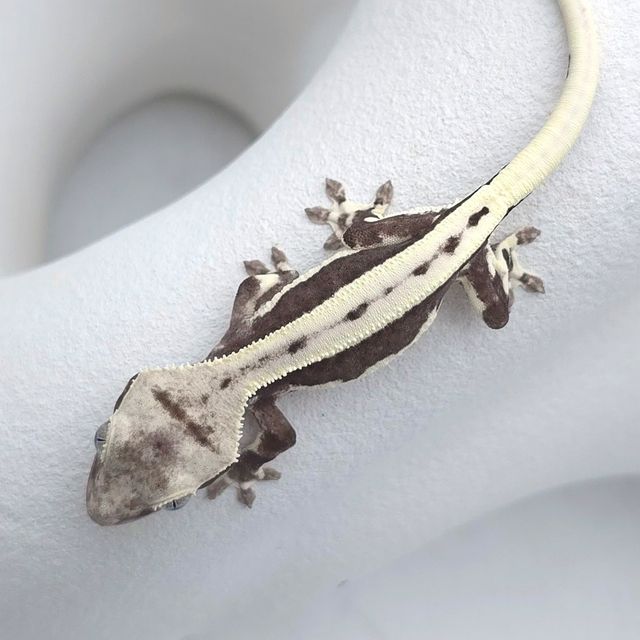 릴잔틱