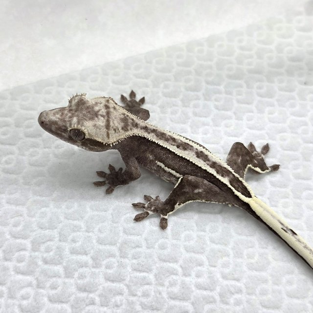 Axanthic