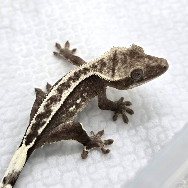 Axanthic