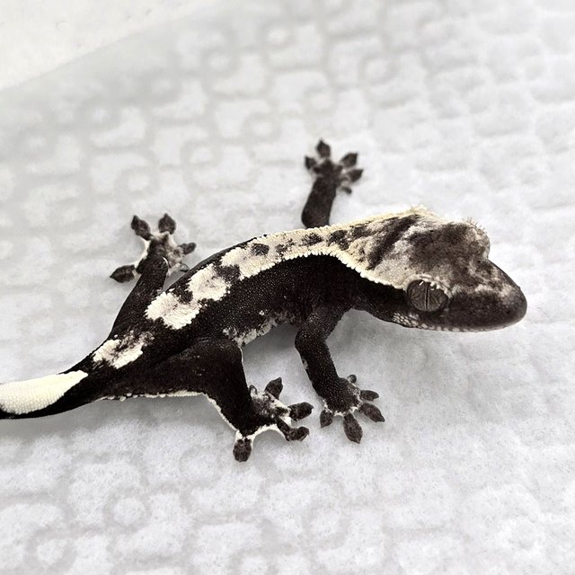 Axanthic