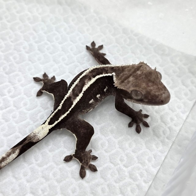 Axanthic