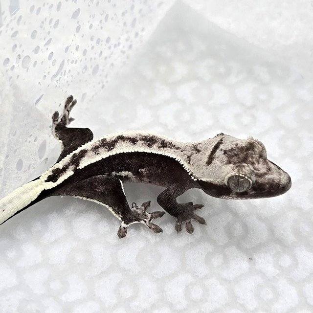 Axanthic