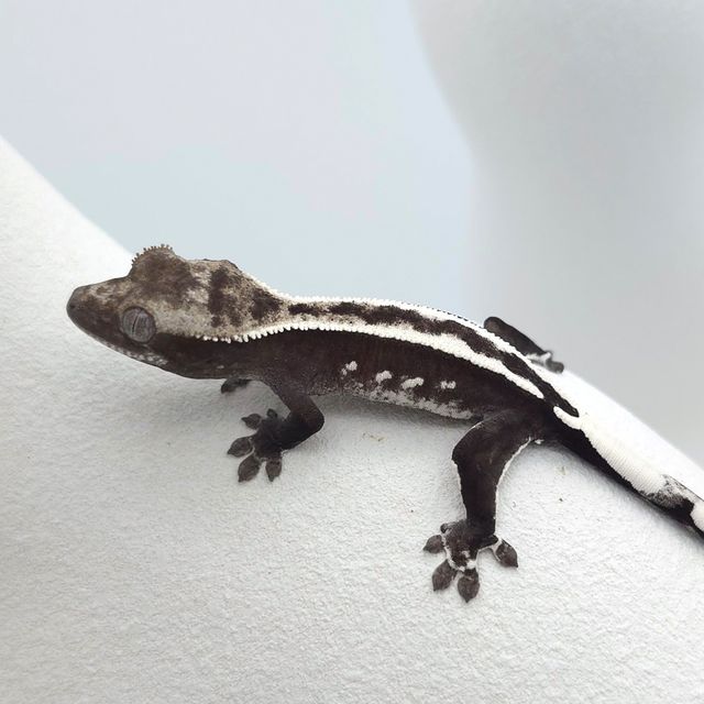 아잔틱