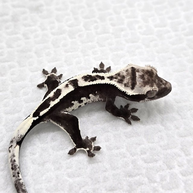 Axanthic