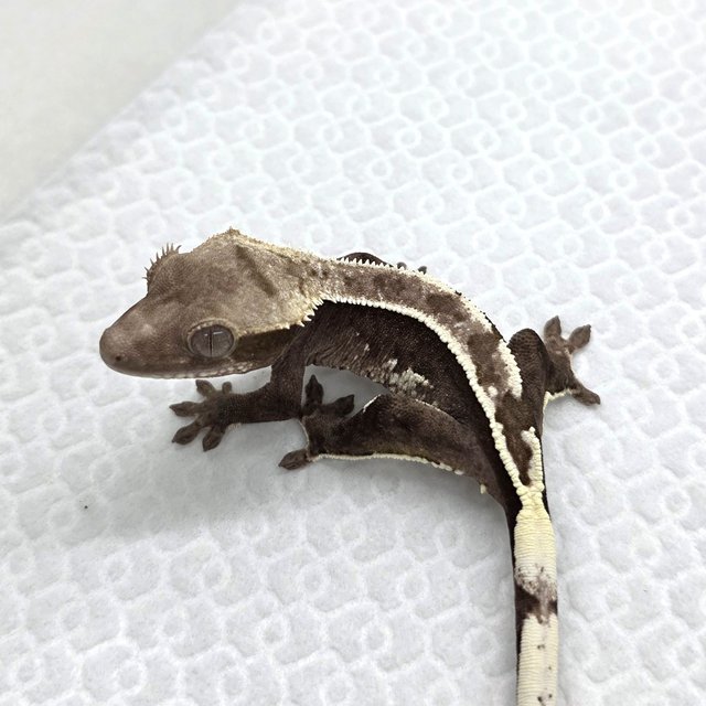 Axanthic