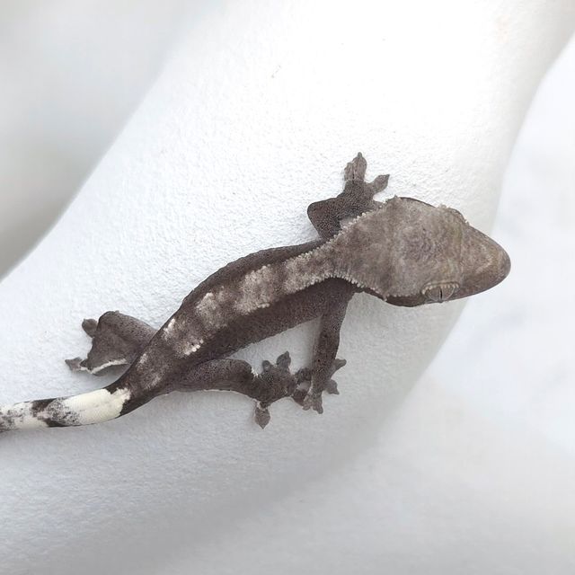 아잔틱