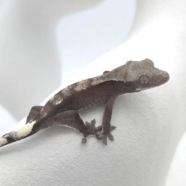 아잔틱