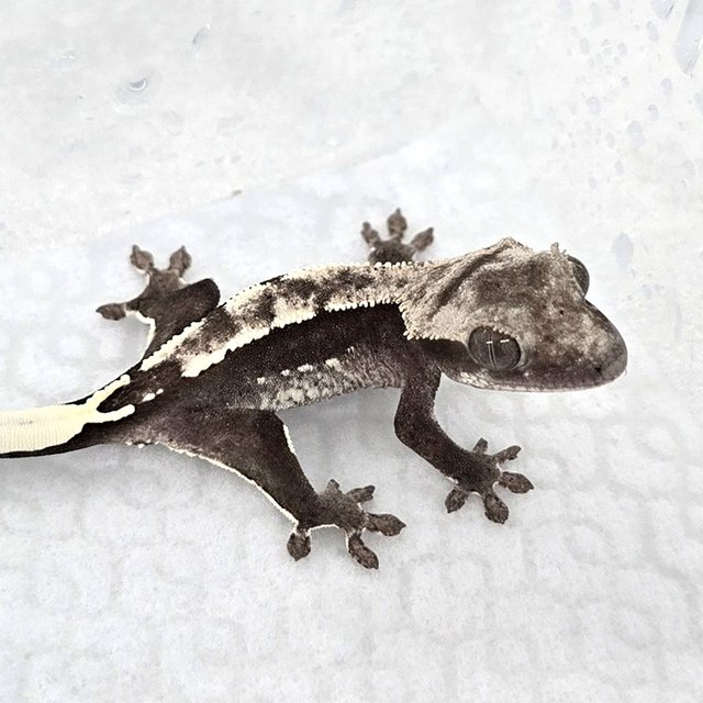 Axanthic