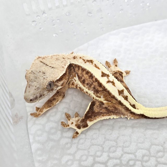 릴리100%헷아잔틱