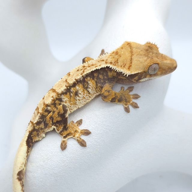트라이