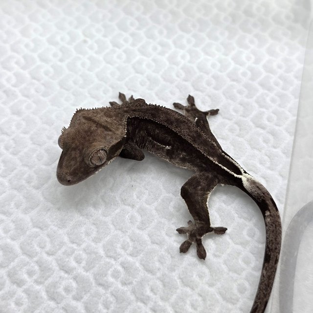 Axanthic