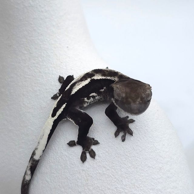 아잔틱