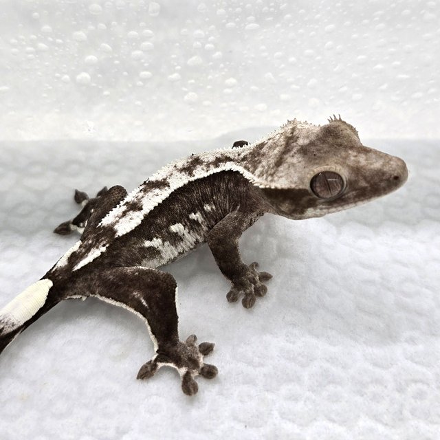 Axanthic