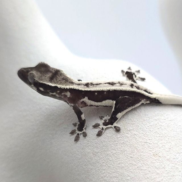 릴잔틱