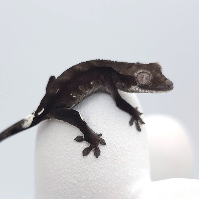 아잔틱