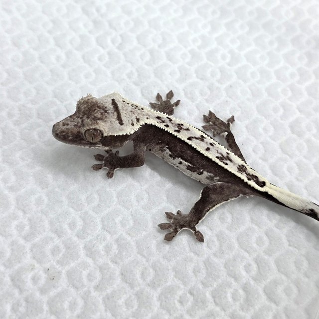 Axanthic