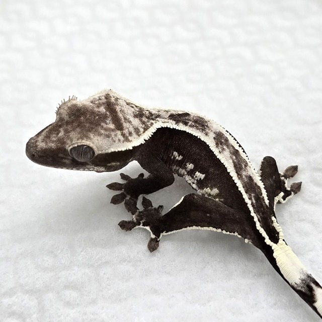 Axanthic