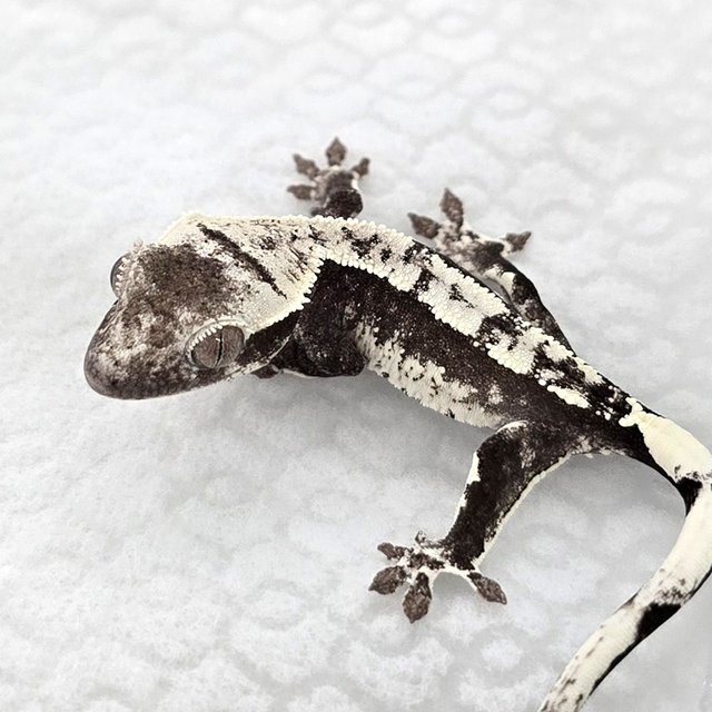 Axanthic