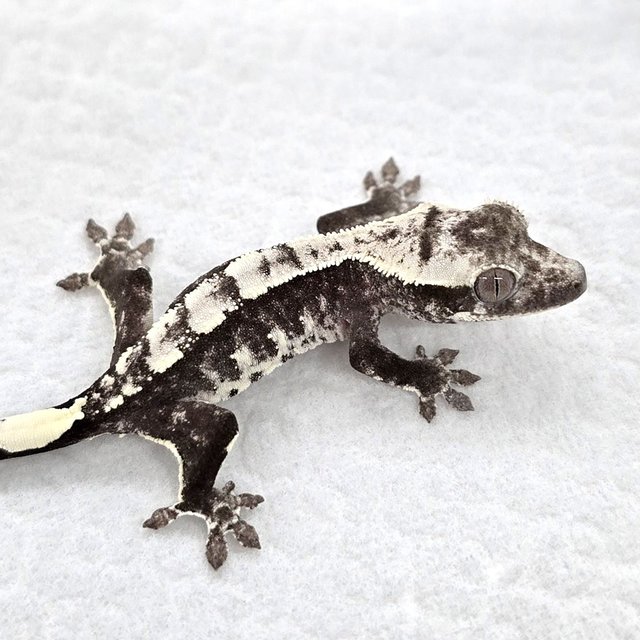 Axanthic