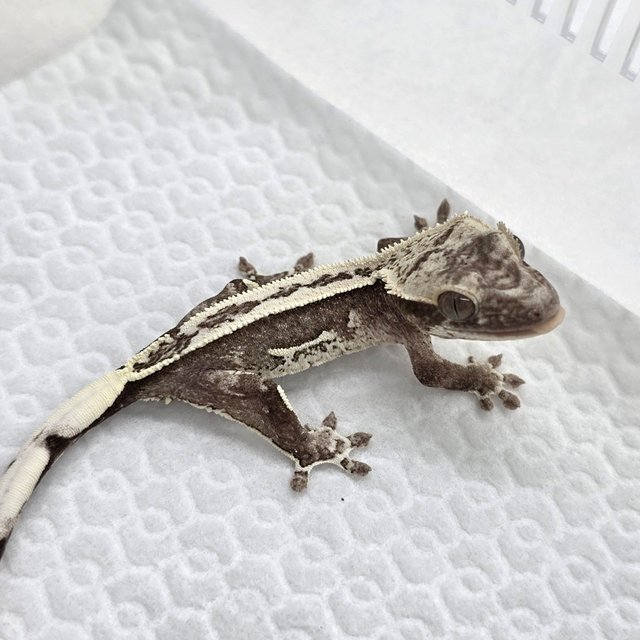 Axanthic