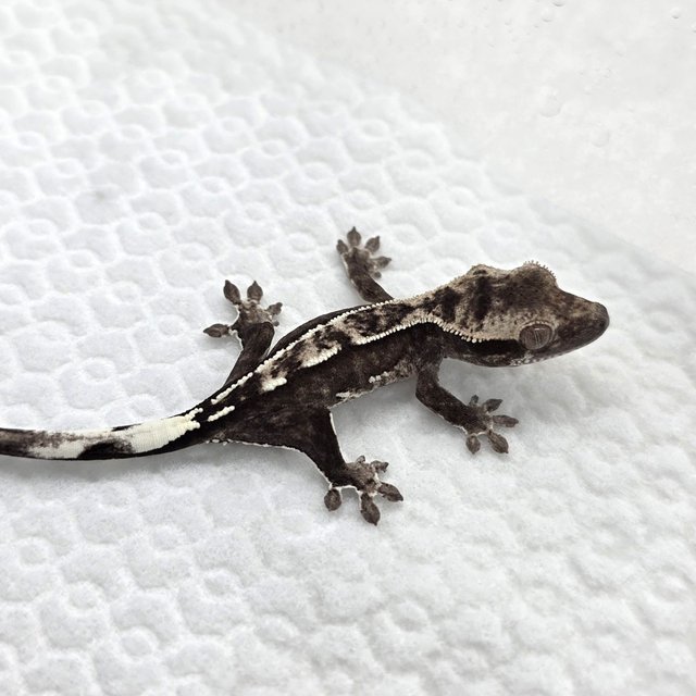 Axanthic