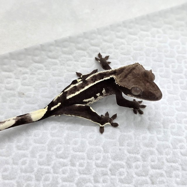 Axanthic