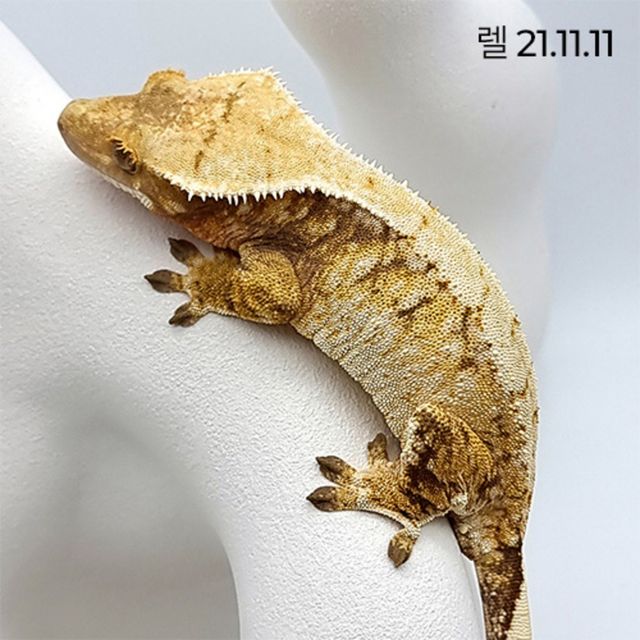 노멀 트라이