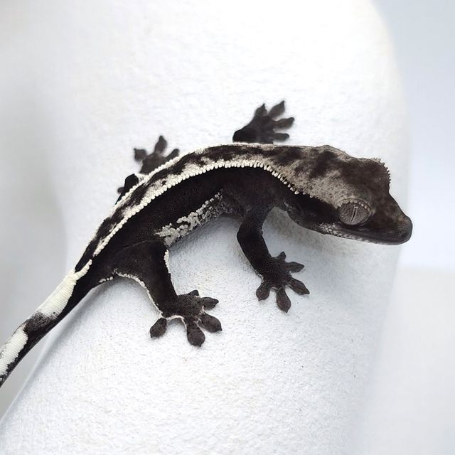 아잔틱