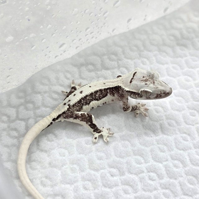 Lilly Axanthic