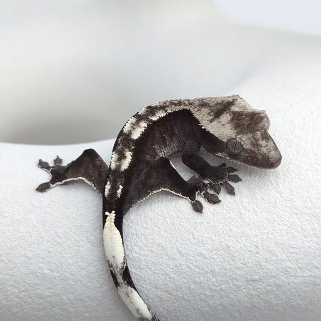 아잔틱