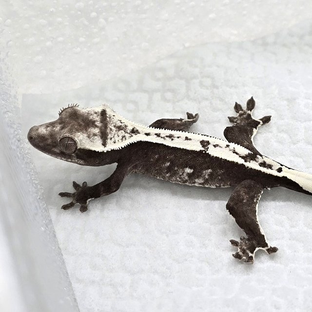 Axanthic