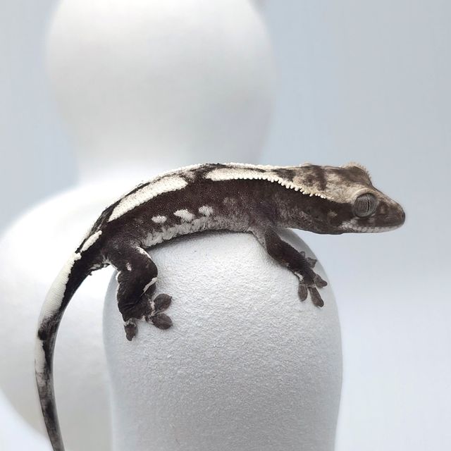 아잔틱
