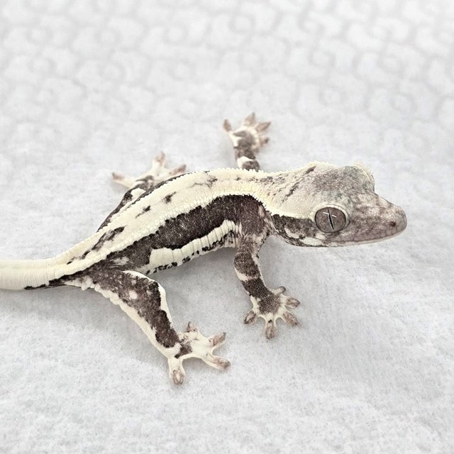 Lilly Axanthic