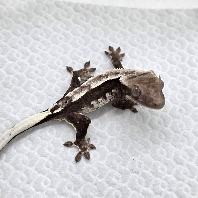 Axanthic