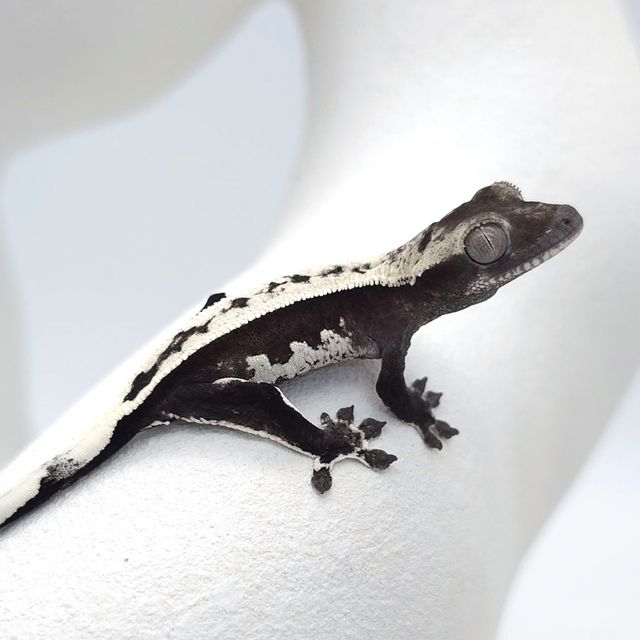아잔틱