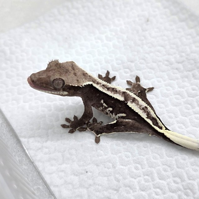 Axanthic
