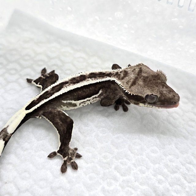 Axanthic