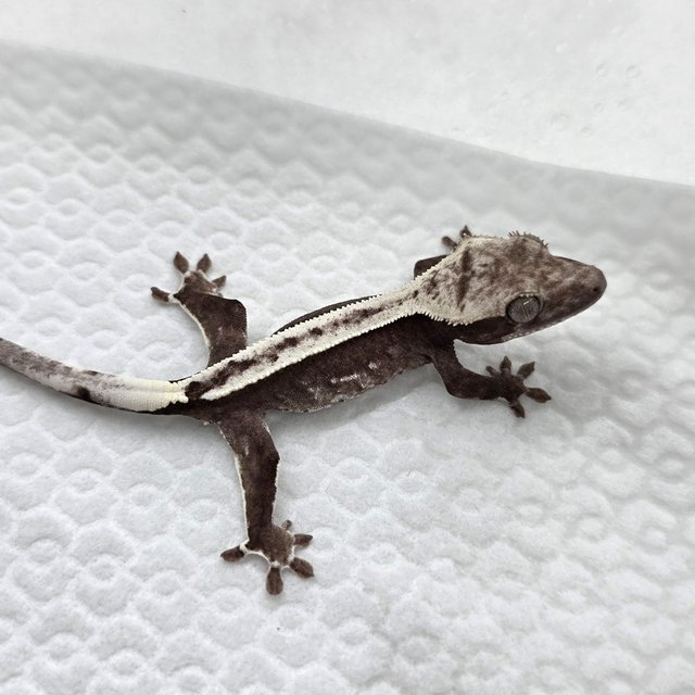 Axanthic