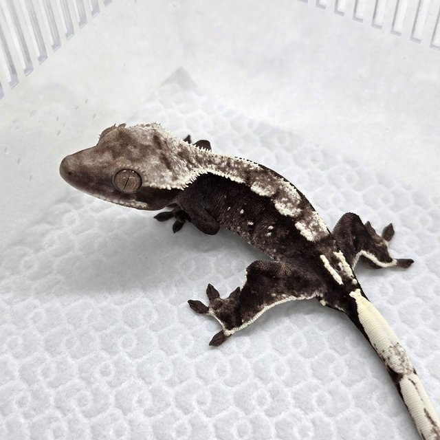 Axanthic