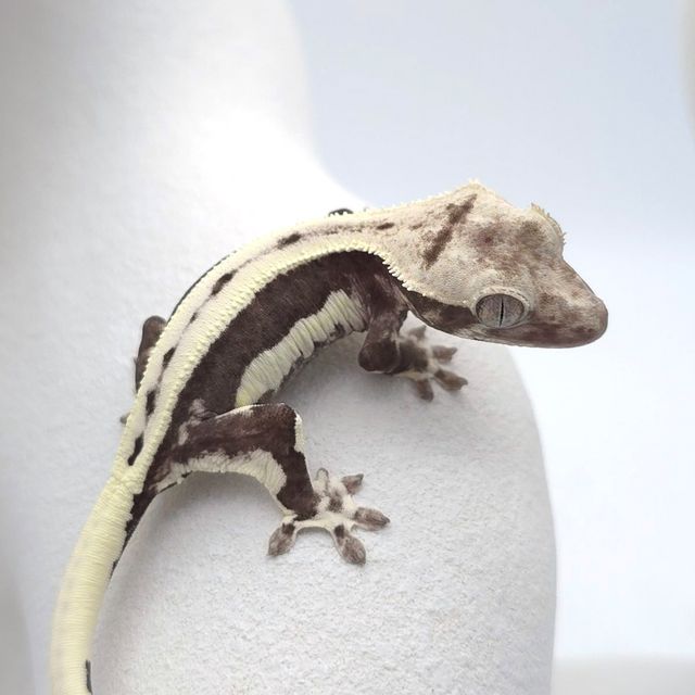 릴잔틱