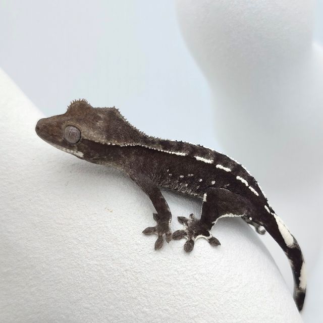 아잔틱