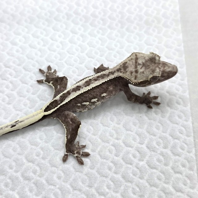 Axanthic