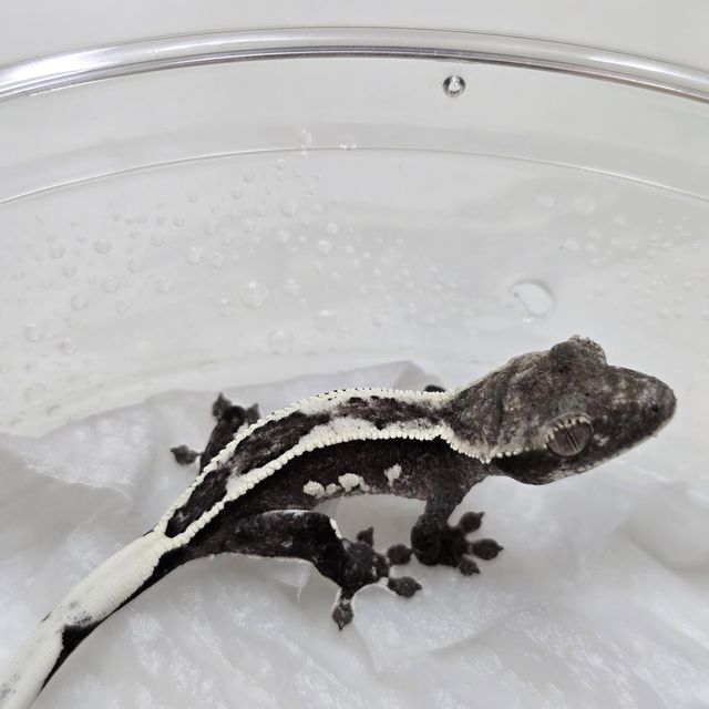 아잔틱
