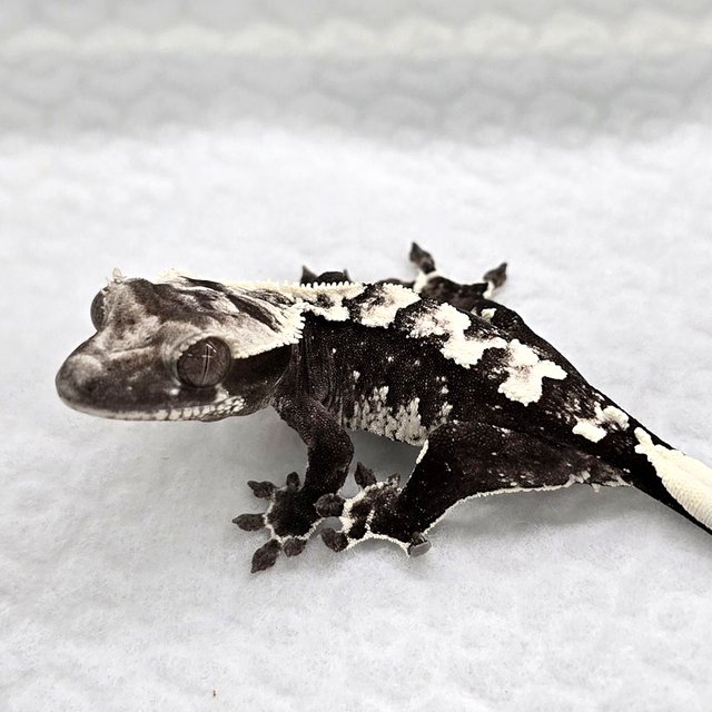 Axanthic