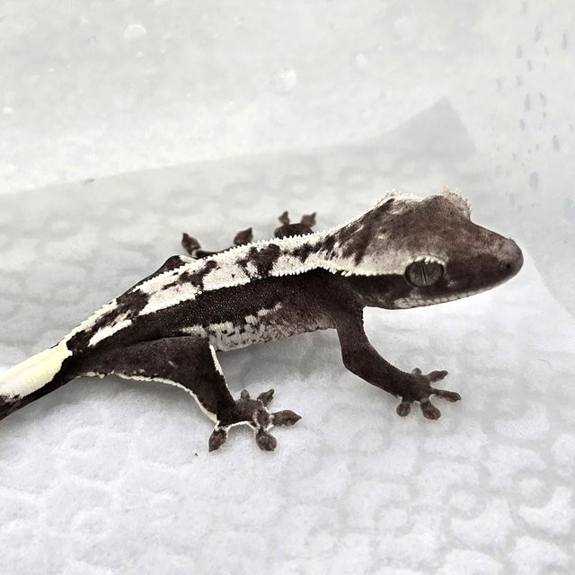 Axanthic